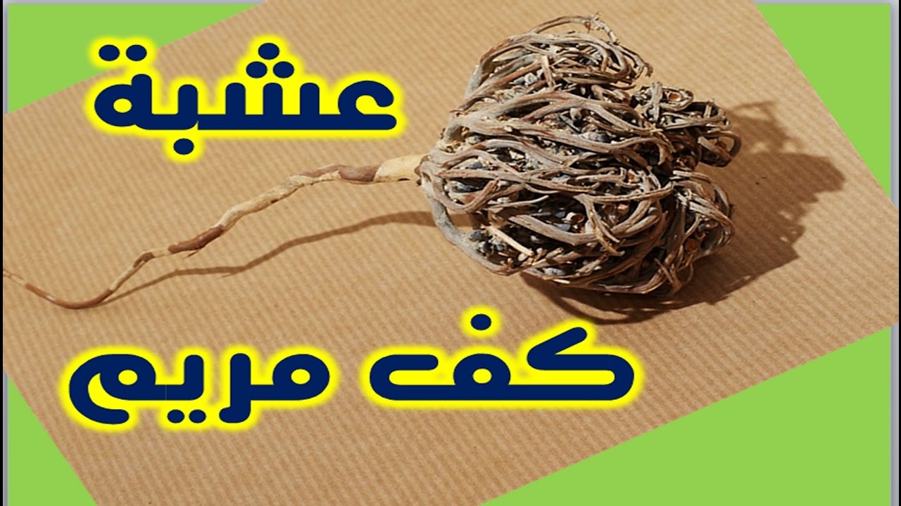 فوائد عشبة كف مريم - ماهي الفوائد الصحية للاعشاب كف مريم 1416