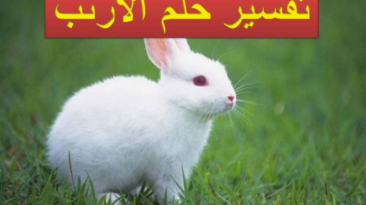 الارانب في الحلم , تفسير رؤيه الارنب فى المنام