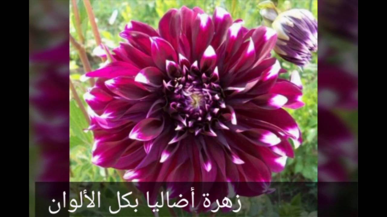 اسماء زهور - من اجمل اسم للورود 4754