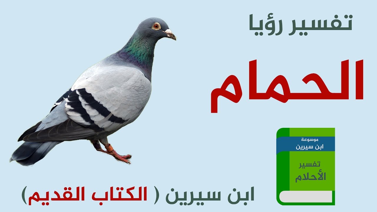 تفسير حلم الحمام - رؤيا الحمامة في النوم ما تفسرها 3756 2