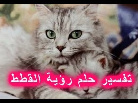 تفسير الحلم بالقطط - رؤية القطط فى المنام 1761 2