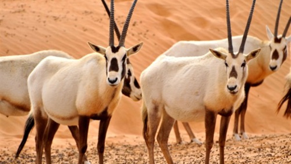 صور المها العربي - حيوان المها العربيه بالصور 3338 13