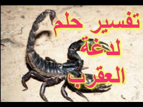 تفسير حلم لدغة العقرب الصفراء - رؤيه العقرب فى المنام ولدغه 5006 2