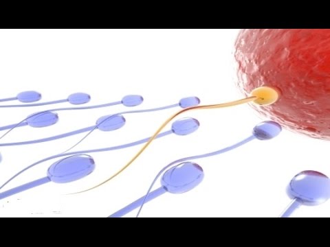 علامات تلقيح البويضة مباشرة - مؤشرات تشير الي تلقيح البويضة 6169