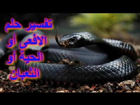 تفسير حلم لدغة الثعبان - رؤيه الثعبان فى المنام 3146 1