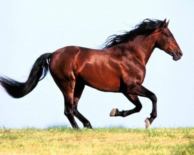 حلم ركوب الحصان - تفسير رؤية ركوب الخيل في المنام