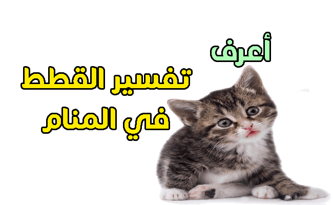 القطط الكثيرة في المنام