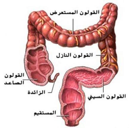 ما هو القولون - تعرف علي القولون وعلاجه 6116 2