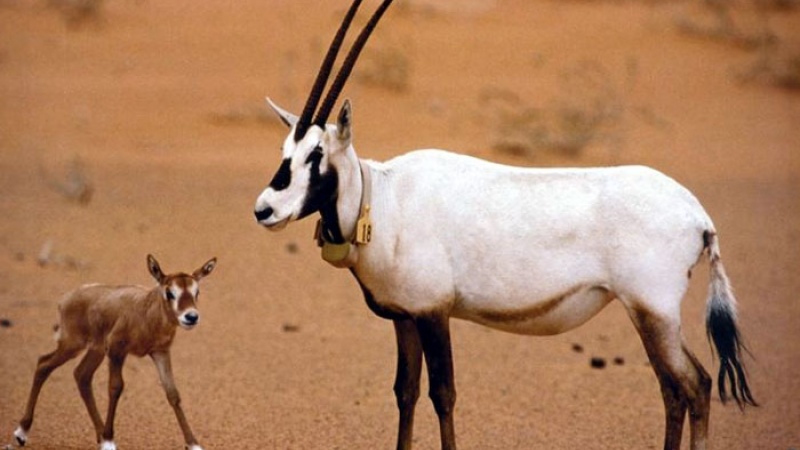 صور المها العربي - حيوان المها العربيه بالصور 3338 1