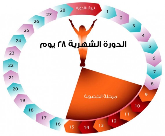 وقت الاباضة عند المراة , كيف احسب معاد الاباضة