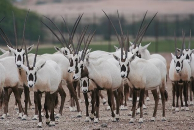 صور المها العربي - حيوان المها العربيه بالصور 3338 3