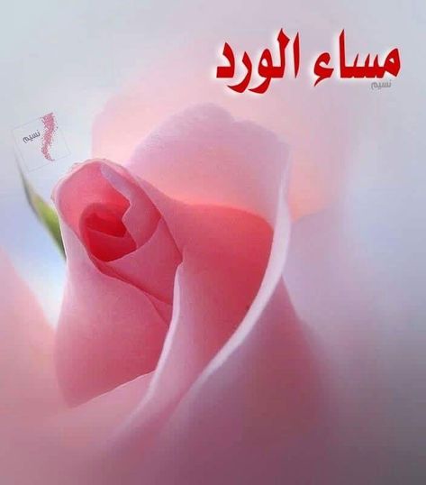 صور ورد مساء الورد 10984 9