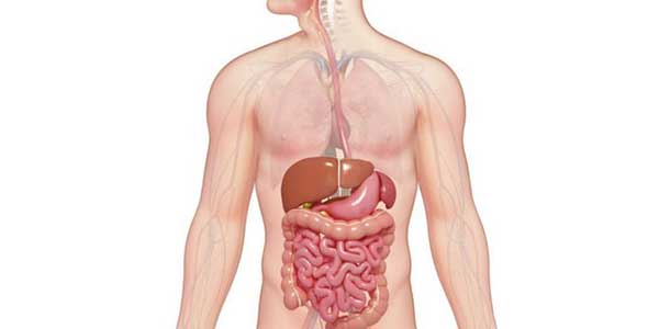 تعريف الجهاز الهضمي , بالفيديو تعرف على الجهاز الهضمي