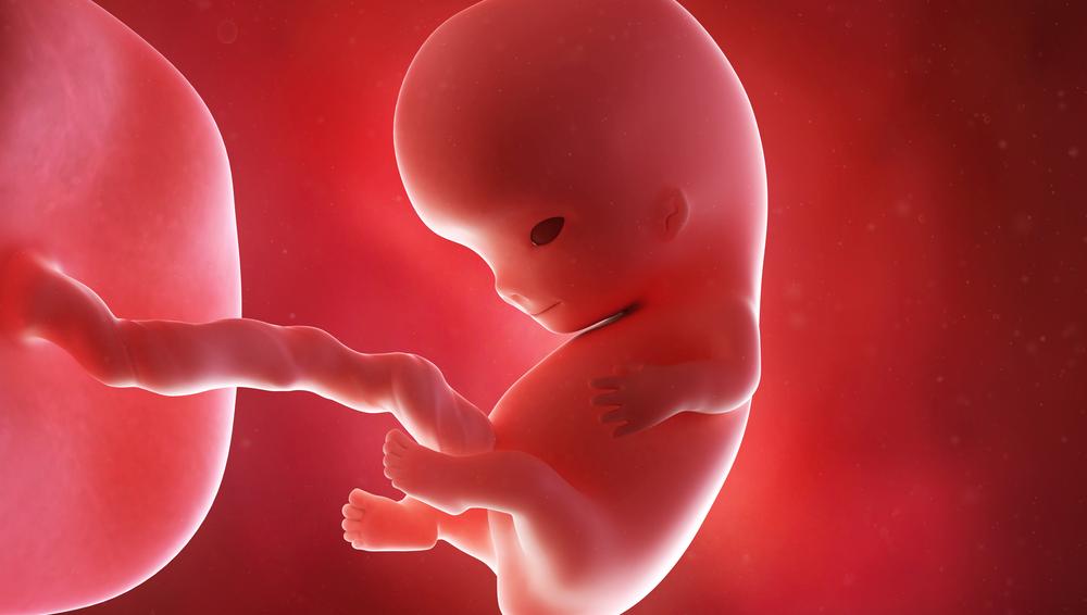 طفل في بطن امه , مراحل نمو الجنين في بطن امه افضل جديد