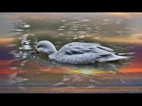 ادعية دينية قصيرة , ادعية قصيرة اسلامية فيديو