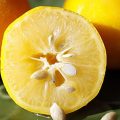 2675 2 فوائد بذور الليمون - تعرف علي اهمية بذور الليمون مزون سهير