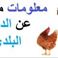 4308 2 معلومات عن الدجاج - اهم معلومة صحية يجب معرفتها عن الفراخ دعاء منصور