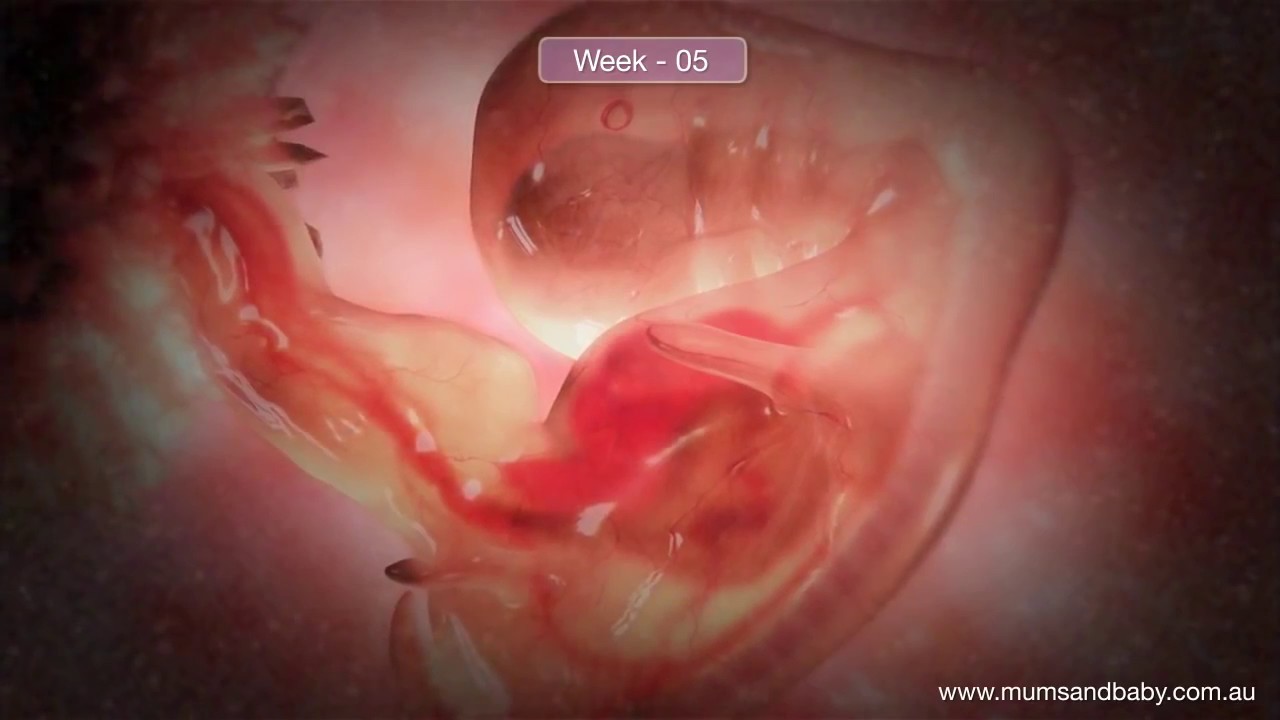 4622 8 شكل الجنين في الشهر السادس بالسونار - حجم الجنين خلال اشهر الحمل صفاء منير
