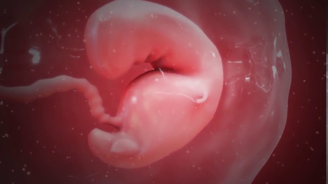 4622 9 شكل الجنين في الشهر السادس بالسونار - حجم الجنين خلال اشهر الحمل صفاء منير