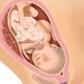 5466 10 الاسبوع الثلاثين من الحمل بالصور - واهم اعراض الحمل ومراحل نمو الجنين دعاء منصور