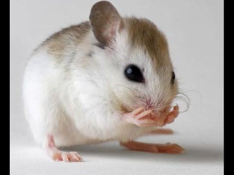 6390 1 الفئران في الحلم - تفسير الفئران في المنام مزون سهير