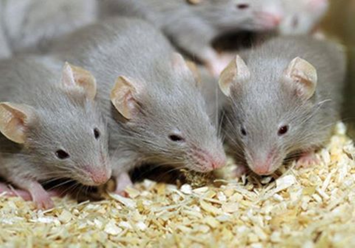6390 الفئران في الحلم - تفسير الفئران في المنام مزون سهير