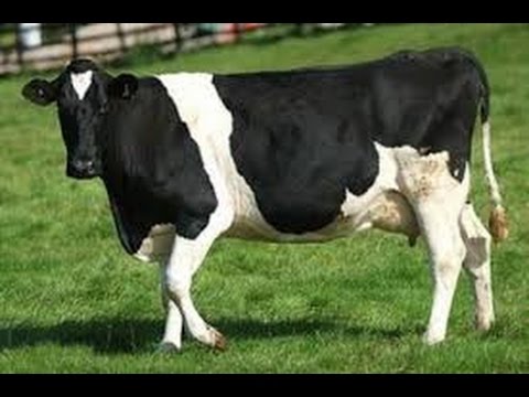 3390 1 تفسير الاحلام البقرة - رؤيه البقر فى المنام غدير مطلق
