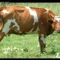 3390 2 تفسير الاحلام البقرة - رؤيه البقر فى المنام ليان سعود