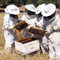 13273 2 كيفية تربية النحل - وكيفيه التعامل مع النحل صفاء منير
