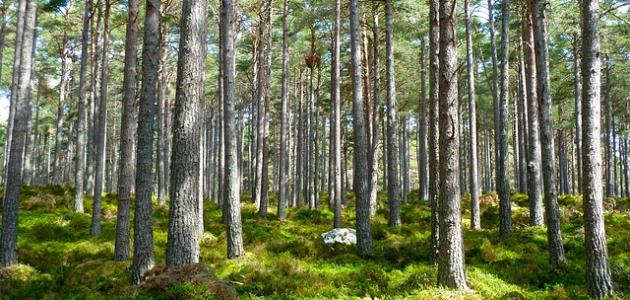 2857 2 اهمية الغابة - فوائد الغابات واهميتها ريانة الثمين