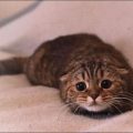 3622 3 علامات مرض القطط - اعراض جرثومة القطط رهف
