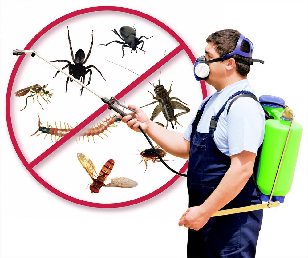 10033 أفضل الطرق للتخلص من الحشرات -مكافحة الحشرات طائش