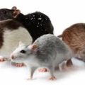 11088 1 تفسير حلم الفئران الصغيرة شادن جلال
