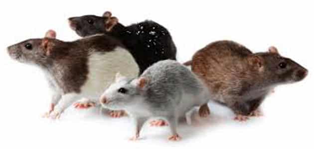 11088 1 تفسير حلم الفئران الصغيرة هند
