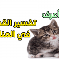 11971 1 القطط الكثيرة في المنام دعاء منصور