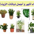 2553 3 نباتات الزينه2020 -انواع نباتات الزينة طائش