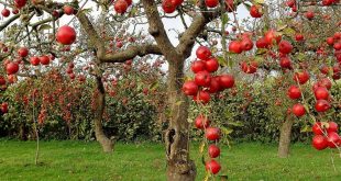 2742 1 تفسير حلم شجرة التفاح ثريا