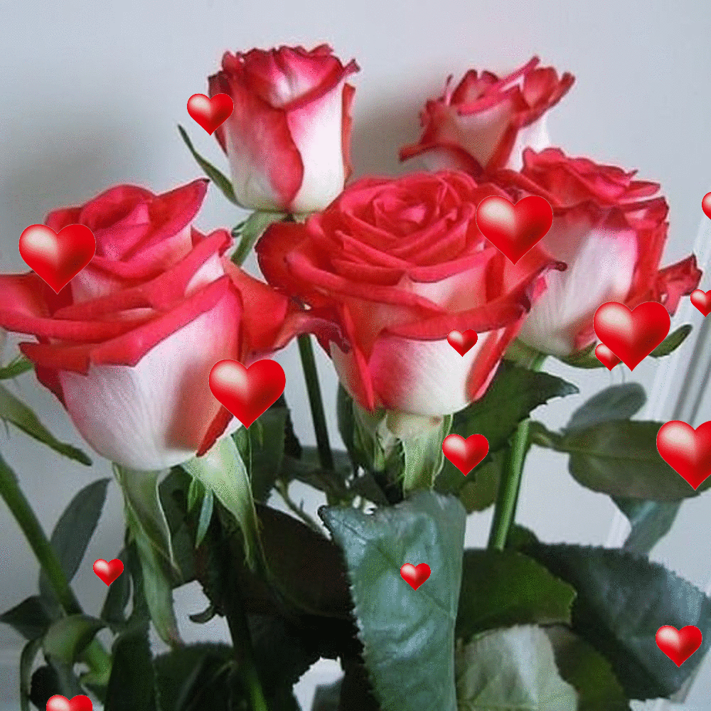 2382 1 أجمل الورود الرومانسيه متحركة -ورود حمراء رومانسية متحركة طائش