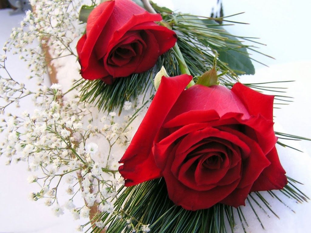 2382 2 أجمل الورود الرومانسيه متحركة -ورود حمراء رومانسية متحركة طائش