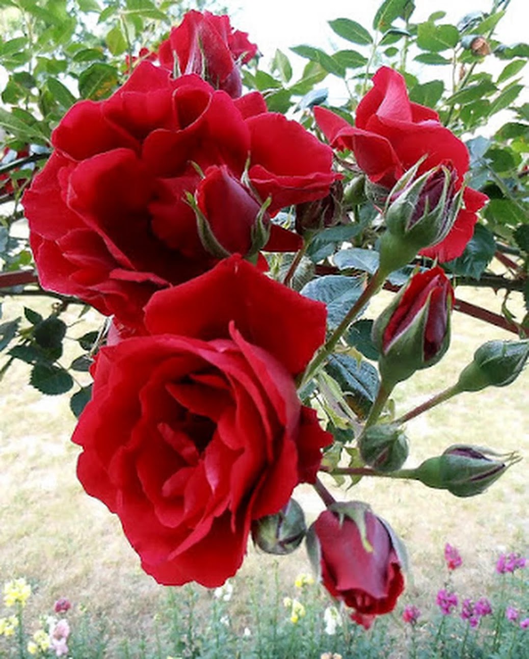2382 3 أجمل الورود الرومانسيه متحركة -ورود حمراء رومانسية متحركة طائش