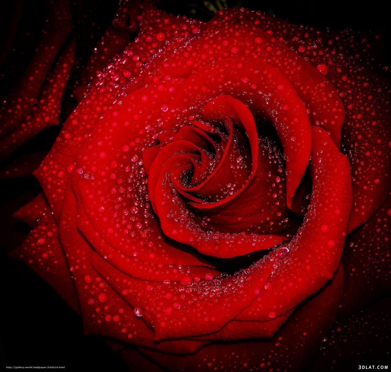 2382 5 أجمل الورود الرومانسيه متحركة -ورود حمراء رومانسية متحركة طائش