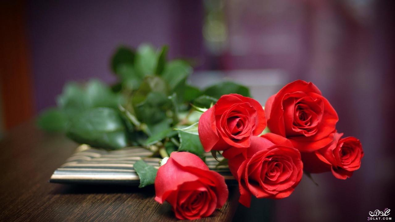 2382 6 أجمل الورود الرومانسيه متحركة -ورود حمراء رومانسية متحركة طائش