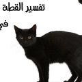 11947 1 القطة السوداء في المنام- هل حلمت بها من قبل تعرف - على تفسير حلمك مروه