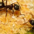 2145 1 تفسير النمل في المنام - تفسير النمل غريب جدا امينه