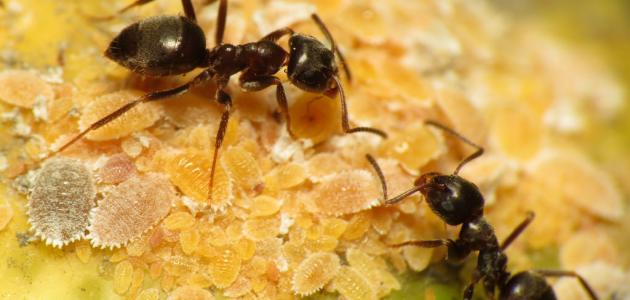 2145 1 تفسير النمل في المنام - تفسير النمل غريب جدا مروه